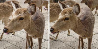 安芸の宮島の鹿 平行法3d立体写真