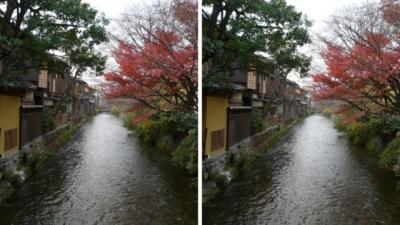 秋の祇園白川の紅葉(京都) 平行法3dステレオ写真