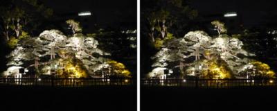 浜離宮恩賜庭園 三百年の松 ライトアップ 平行法3D立体ステレオ写真
