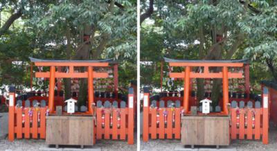 京の七不思議の一つ 下鴨神社にある「連理の賢木(さかき) 縁結びのご神木」 交差法3D立体写真