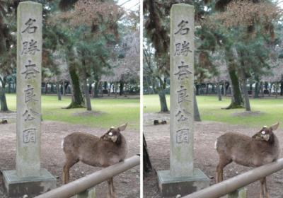 名勝奈良公園の鹿 平行法3Dステレオ立体写真