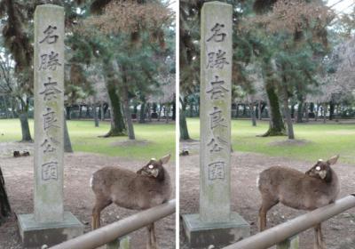 名勝奈良公園の鹿 交差法3D立体ステレオ写真