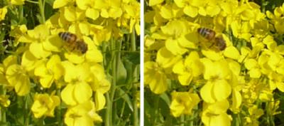 菜の花 と 蜜蜂 交差法3D立体ステレオ写真