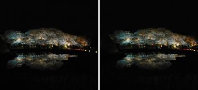 京都府立植物園 桜ライトアップ 平行法3Dステレオ立体写真