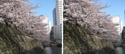 駿府城跡 堀沿いの桜　3Dステレオ立体写真
