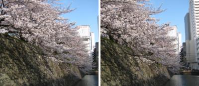 駿府城跡 堀沿いの桜　ステレオ立体視３Ｄ写真