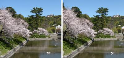 松山城 堀之内の桜 平行法3Dステレオ立体写真