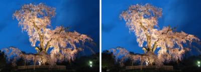 京都円山公園 枝垂桜 ライトアップ 平行法3Dステレオ立体写真
