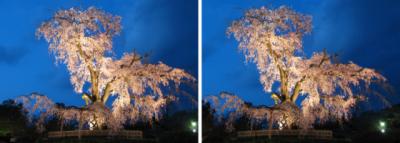 京都円山公園 枝垂桜 ライトアップ 交差法ステレオ立体視３Ｄ写真