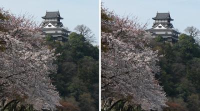 国宝 犬山城と桜 平行法3Dステレオ立体写真
