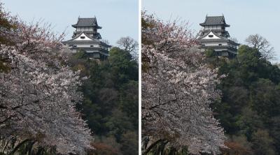 国宝 犬山城と桜 交差法ステレオ立体視３Ｄ写真
