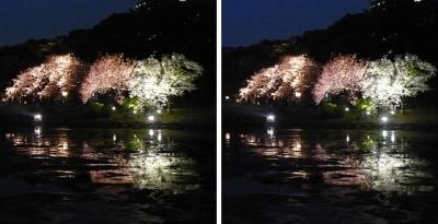 浜離宮のボタンザクラ(牡丹桜)ライトアップ 平行法3Dステレオ立体写真