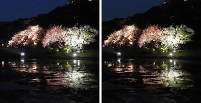 浜離宮のボタンザクラ(牡丹桜)ライトアップ 交差法ステレオ立体視３Ｄ写真