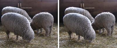 羊(ひつじ)、食事中 平行法3Dステレオ立体写真