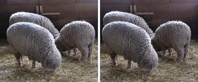 羊(ヒツジ)、食事中 交差法ステレオ立体視３Ｄ写真