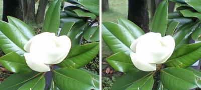 真白なタイサンボクの花 平行法3Dステレオ立体写真