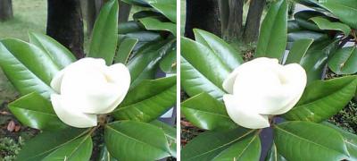 真白なタイサンボクの花 交差法ステレオ立体視３Ｄ写真