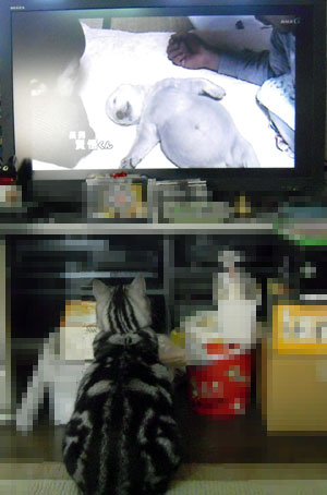 テレビ鑑賞中の猫