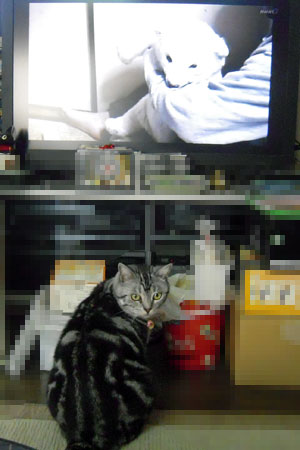テレビ鑑賞中の猫