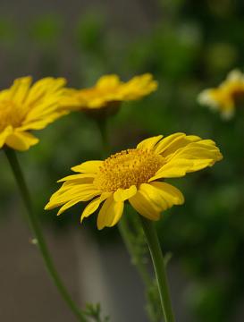 455px-Chrysanthemum_coronarium_May_2008.jpg