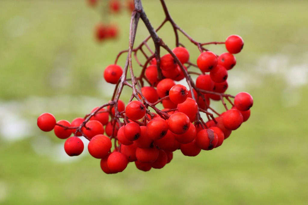 街路樹の赤い実 自然素材 天然素材