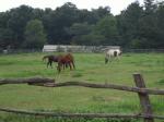 南ヶ丘牧場の馬たち