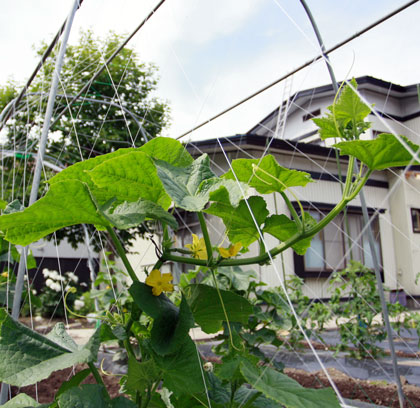 家庭菜園の胡瓜
