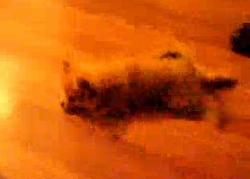 床の上を泳ぐスイミングドッグ