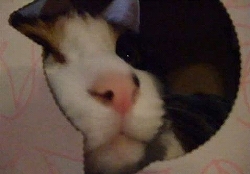 猫の窓から - Cute nose of the cat.