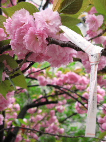 桜とおみくじ