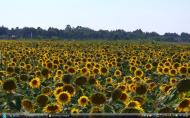 Toscana sunflowerf2