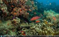 Great Barrier Reef4f139rs-