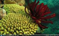 Great Barrier Reef2f135rs-