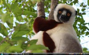 Madagascarf57.jpg