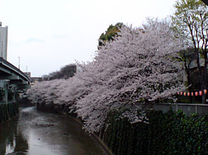 文京区江戸川橋の桜