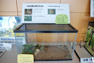 田んぼの水族館、展示の様子