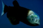 頭部が半透明な深海魚 「デメニギス」