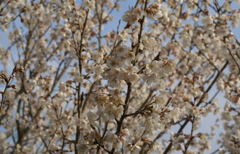 桜桃の花