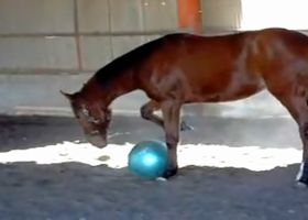 バランスボールで遊ぶ馬