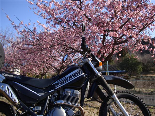 早咲き桜とシェルパ
