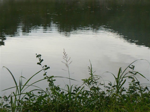 池の畔