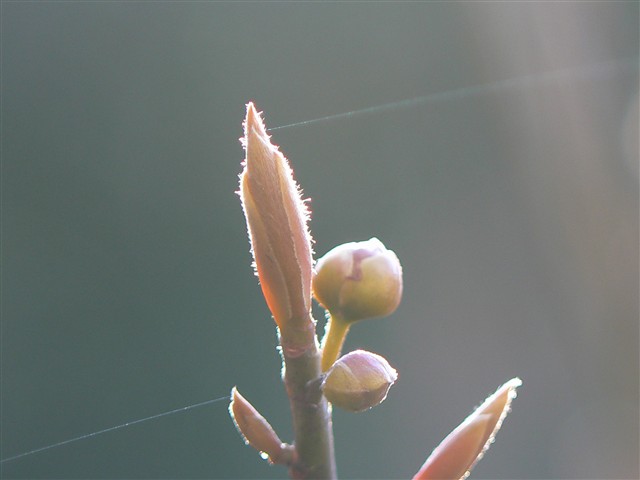 クロモジの花芽