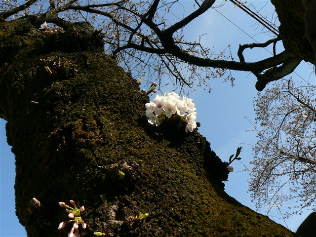 染井吉野の開花