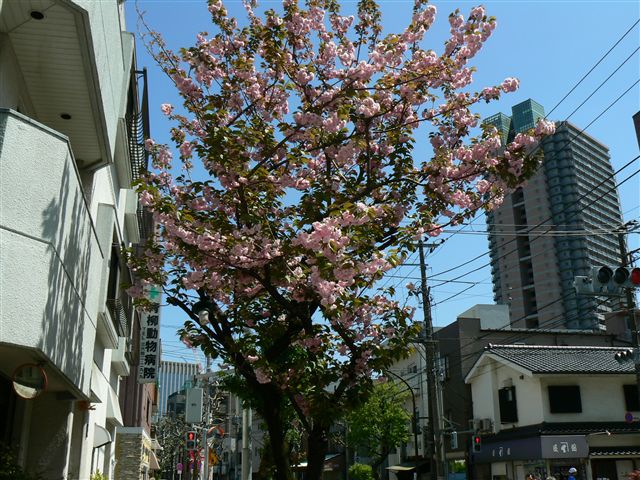 里桜の咲く街角