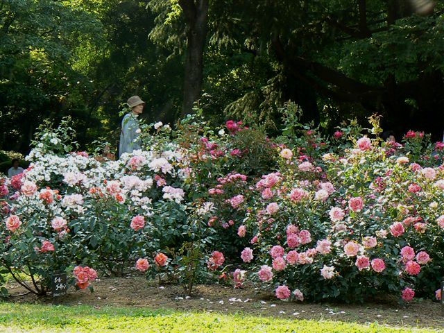 第二花壇のバラ１