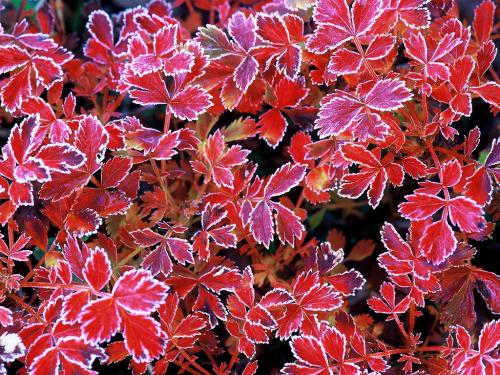 チングルマ紅葉と霜
