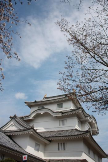 大多喜城と桜.