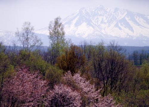 桜と残雪のオプタテシケ