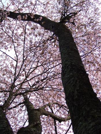 モモンガの桜