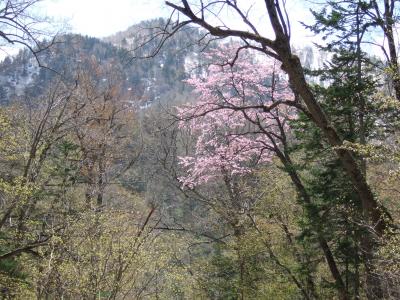 幻の滝の桜